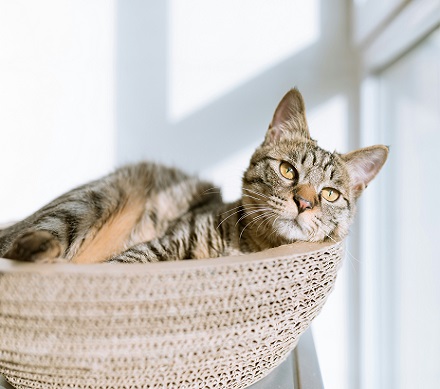 Cat Cave Buying Guide: How to Choose the Perfect Resting Place for Your Cat